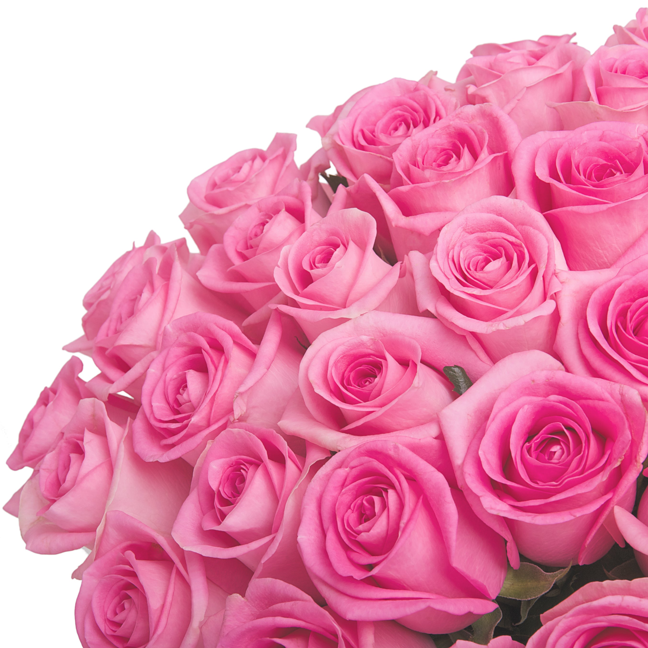 Pinke, langstielige Rosen